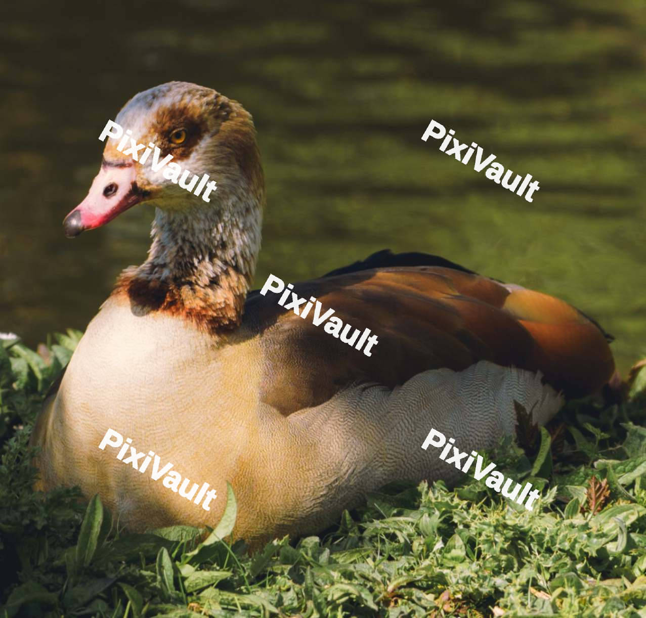 Egyptian Goose